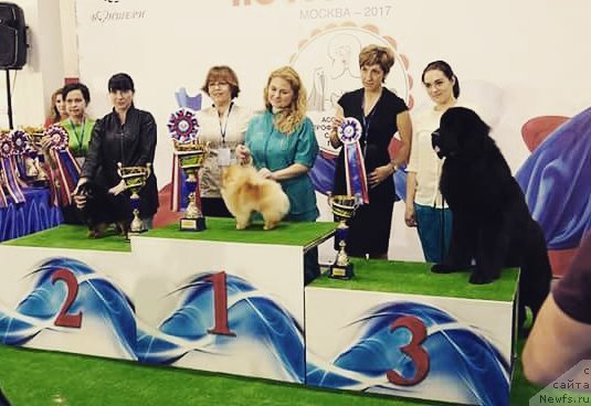 Фото: Ксения Могутнова, ньюфаундленд Акнолидж Акела (Aknolidzh Akela)