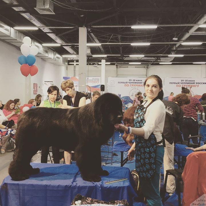 Фото: Ксения Могутнова, ньюфаундленд Акнолидж Акела (Aknolidzh Akela)