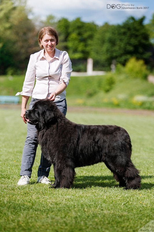 Фото: ньюфаундленд Callistos Black Tulip