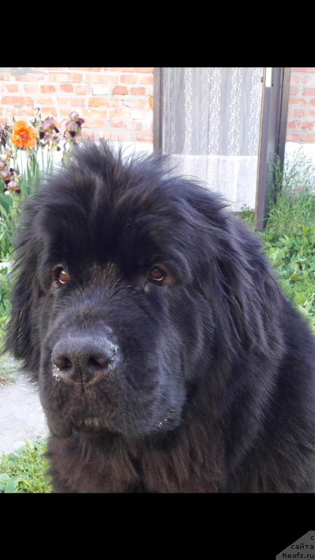 Фото: ньюфаундленд Белкондер-Клаб Ямайка Блю Маунтин (Belkonder-Club Jamaica Blue Mountin)