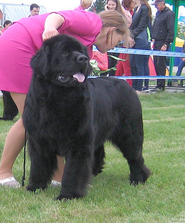 Фото: ньюфаундленд Фелиция из Племени Кедра