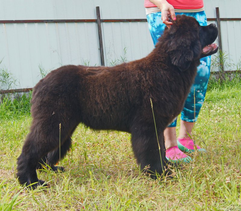 Фото: ньюфаундленд Даркфлайт Иоши (Darkflight Ioshi)