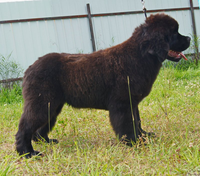 Фото: ньюфаундленд Даркфлайт Иоши (Darkflight Ioshi)