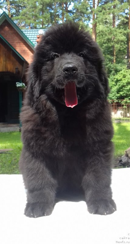 Фото: ньюфаундленд Супер Премиум Элеганс (Super Premium Elegans)