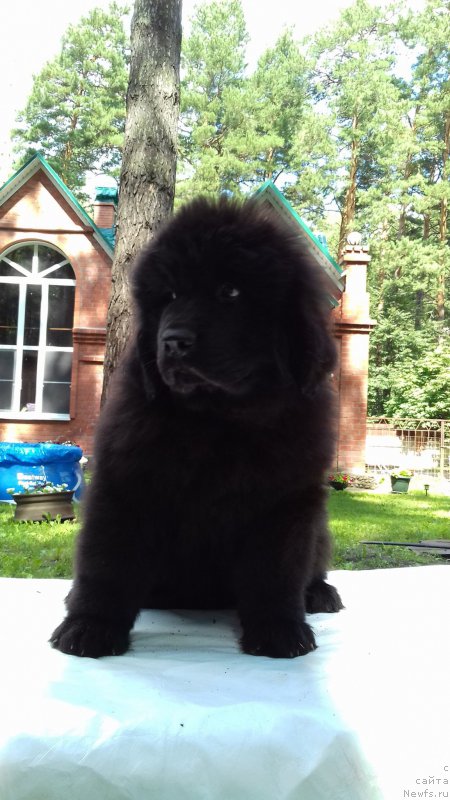 Фото: ньюфаундленд Супер Премиум Элизабет (Super Premium Elizabet)