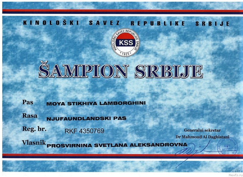 Фото: ньюфаундленд Моя Стихия Ламборджини (Moya Stikhiya Lamborghini)