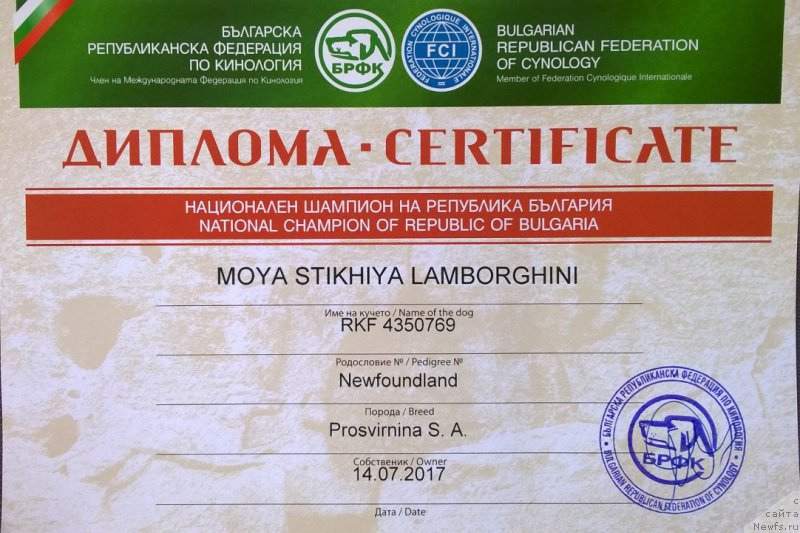 Фото: ньюфаундленд Моя Стихия Ламборджини (Moya Stikhiya Lamborghini)