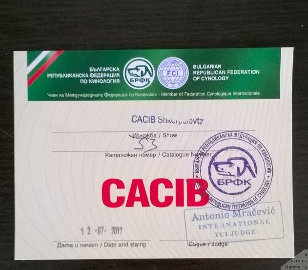 Фото: ньюфаундленд Моя Стихия Ламборджини (Moya Stikhiya Lamborghini)