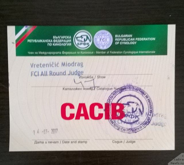 Фото: ньюфаундленд Моя Стихия Ламборджини (Moya Stikhiya Lamborghini)