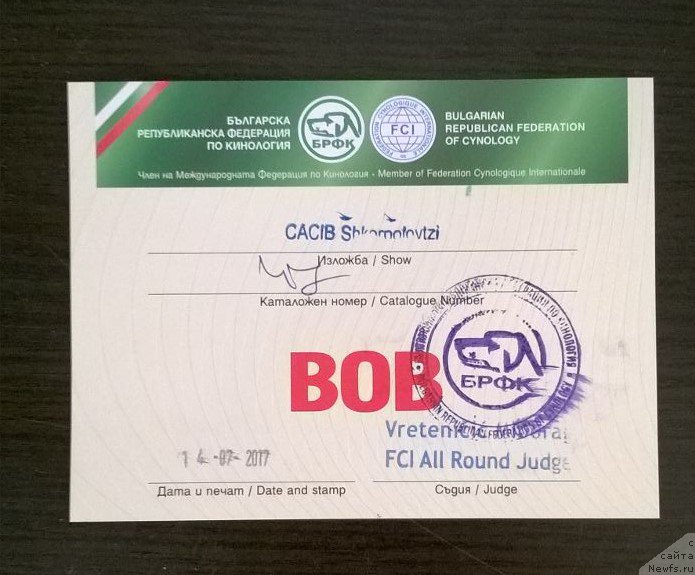 Фото: ньюфаундленд Моя Стихия Ламборджини (Moya Stikhiya Lamborghini)