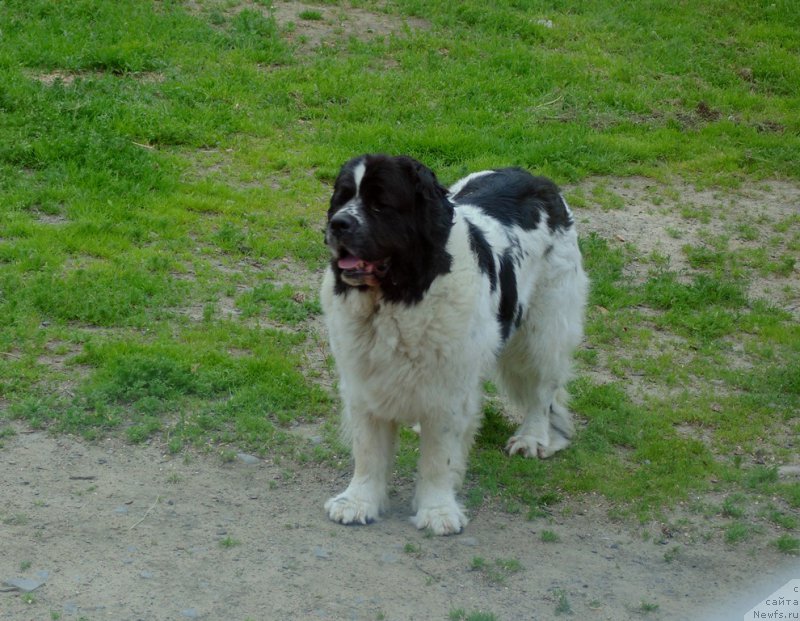 Фото: ньюфаундленд Маг Исполин Морская Жемчужина