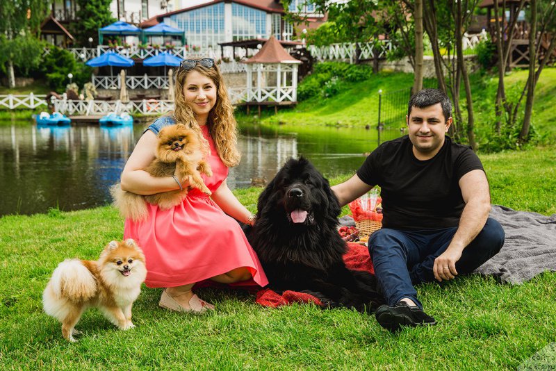 Фото: ньюфаундленд Браунблад МСК Хелфи Бэст Армани (Brownblood MSK Helfi Best Armani), Владимир Хачатрян