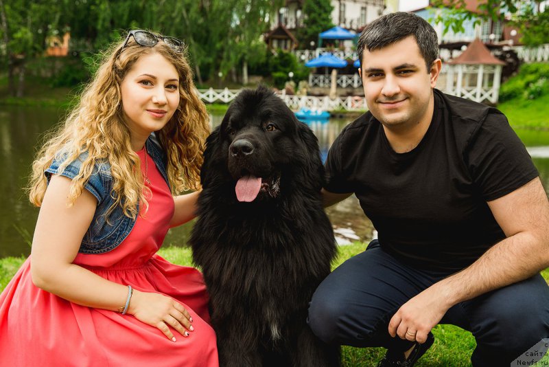 Фото: ньюфаундленд Браунблад МСК Хелфи Бэст Армани (Brownblood MSK Helfi Best Armani), Владимир Хачатрян