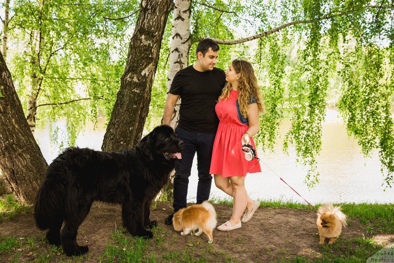 Фото: ньюфаундленд Браунблад МСК Хелфи Бэст Армани (Brownblood MSK Helfi Best Armani), Владимир Хачатрян