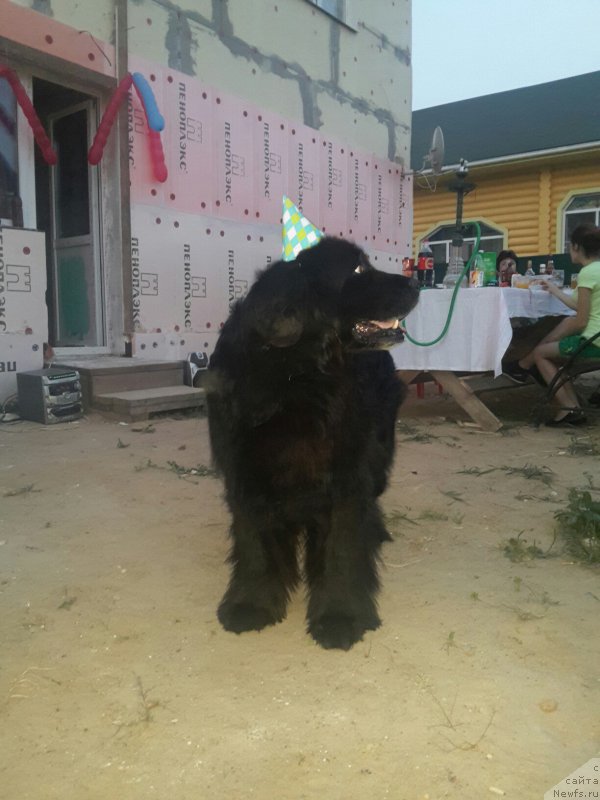 Фото: ньюфаундленд Красс