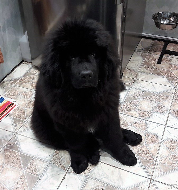 Фото: ньюфаундленд Для Альфы Дароксовая