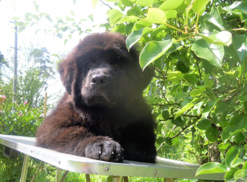 Фото: ньюфаундленд Дипре Дайна (Dipre Dajna)