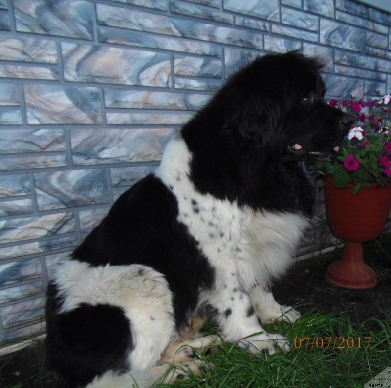 Фотография № 227468