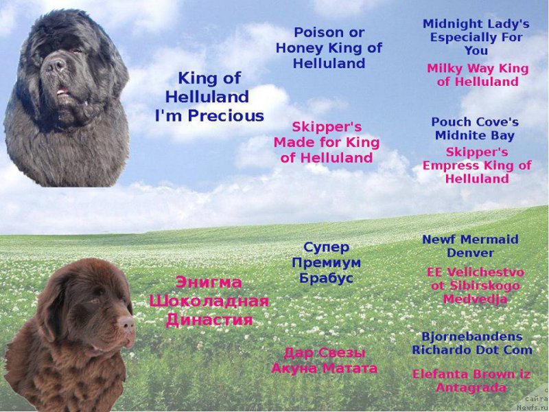 Фото: ньюфаундленд Энигма Шоколадная Династия