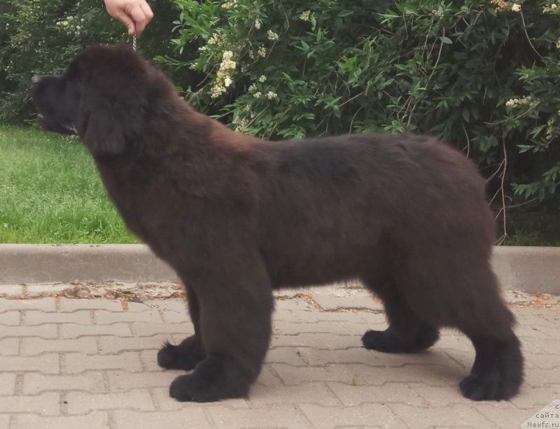Фото: Щенки д.р.10.12.2016г.  от, ньюфаундленд Likefather Like Son Midnight Bear, и, ньюфаундленд Piece of Sweetheart Midnight Bear
