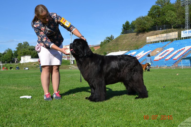 Фото: ньюфаундленд Piece of Sweetheart Midnight Bear, Анастасия Заливако