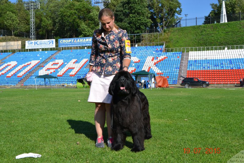 Фото: ньюфаундленд Piece of Sweetheart Midnight Bear, Анастасия Заливако