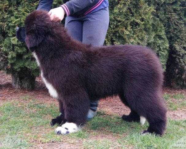 Фото: Щенки д.р. 10.12.2016 от, ньюфаундленд Likefather Like Son Midnight Bear, и, ньюфаундленд Piece of Sweetheart Midnight Bear