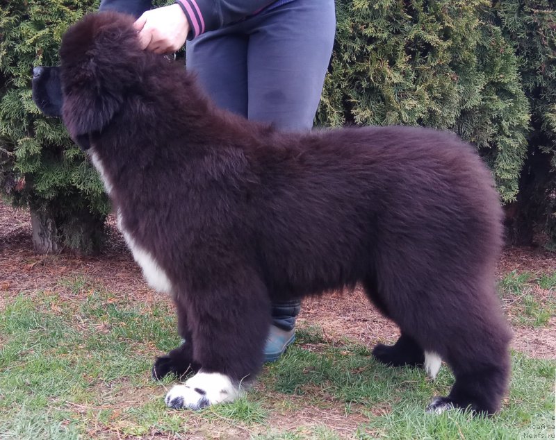 Фото: Щенки д.р.10.12.2016 от, ньюфаундленд Likefather Like Son Midnight Bear, и, ньюфаундленд Piece of Sweetheart Midnight Bear