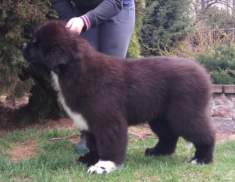 Фото: Щенки д.р.10.12.2016 от, ньюфаундленд Likefather Like Son Midnight Bear, и, ньюфаундленд Piece of Sweetheart Midnight Bear