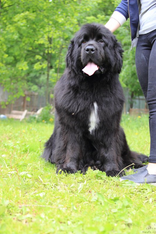 Фото: ньюфаундленд Сент Джонс Етоиль Ноир (Sent Djons Etoile Noire)