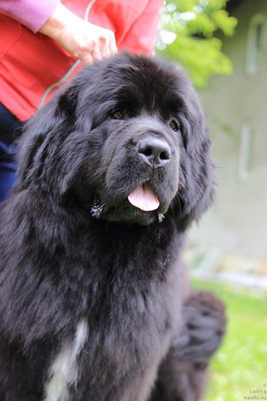 Фото: ньюфаундленд Сент Джонс Етоиль Ноир (Sent Djons Etoile Noire)