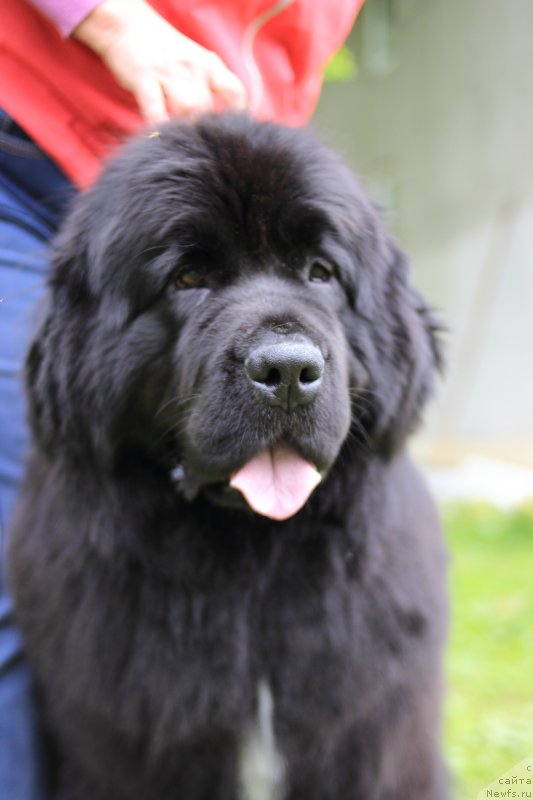 Фото: ньюфаундленд Сент Джонс Етоиль Ноир (Sent Djons Etoile Noire)