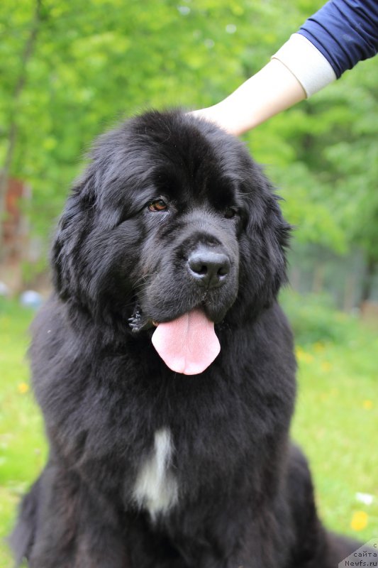 Фото: ньюфаундленд Сент Джонс Етоиль Ноир (Sent Djons Etoile Noire)