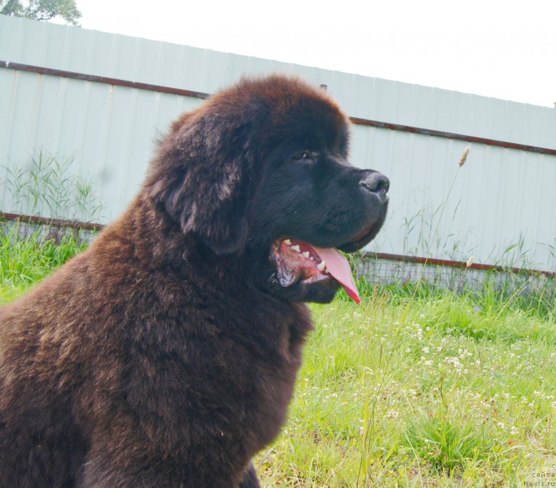 Фото: ньюфаундленд Даркфлайт Иоши (Darkflight Ioshi)