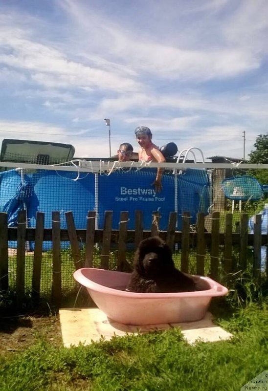 Фото: ньюфаундленд Супер Премиум Эдда-Брунхильда