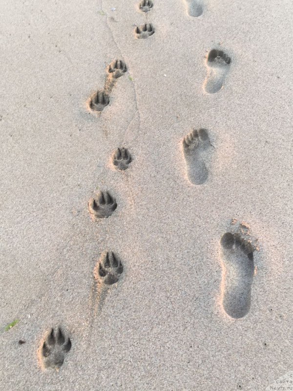 Фото: ньюфаундленд Моя Стихия Ламборджини (Moya Stikhiya Lamborghini)