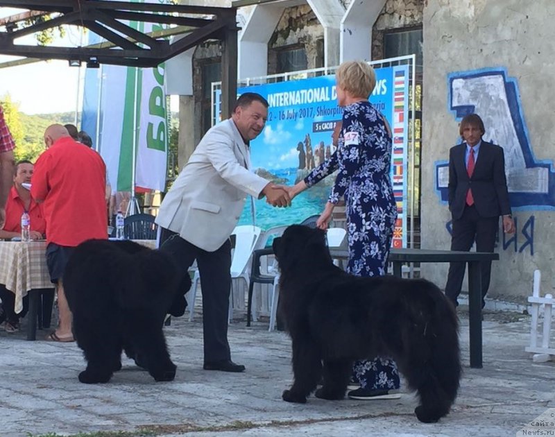 Фото: ньюфаундленд Моя Стихия Ламборджини (Moya Stikhiya Lamborghini), Charming Prince of Gentle Blackgiant Austria