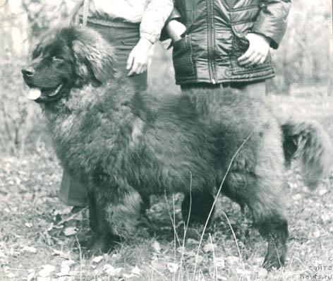 Фото: ньюфаундленд Реял