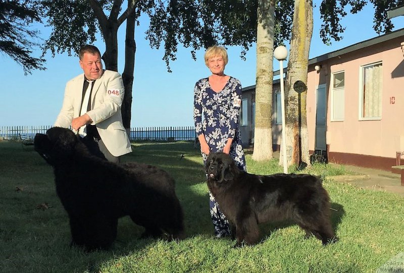 Фото: ньюфаундленд Моя Стихия Ламборджини (Moya Stikhiya Lamborghini), Charming Prince of Gentle Blackgiant Austria (Ursinus Velutus Never Ending Story x Agift of Heaven of Gentle Blackgiant)