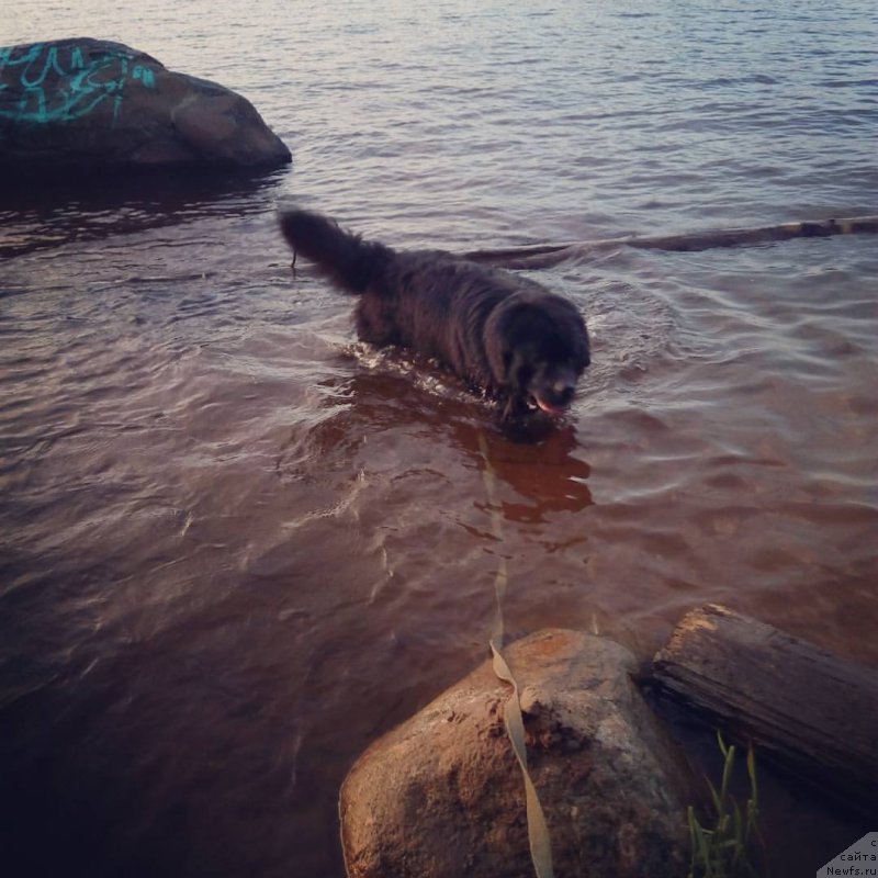 Фото: ньюфаундленд Чарльз Балу Блек Биар