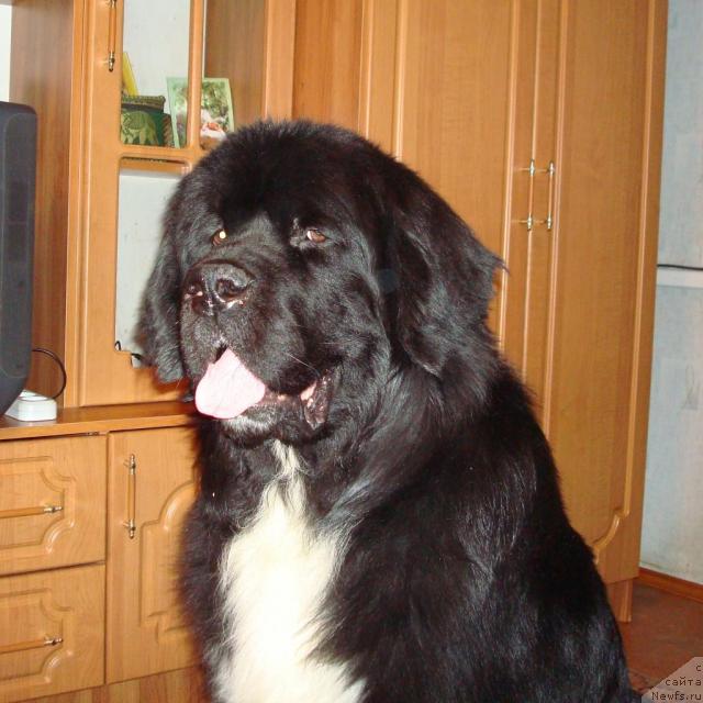 Фото: ньюфаундленд Маг Исполин Иван Царевич