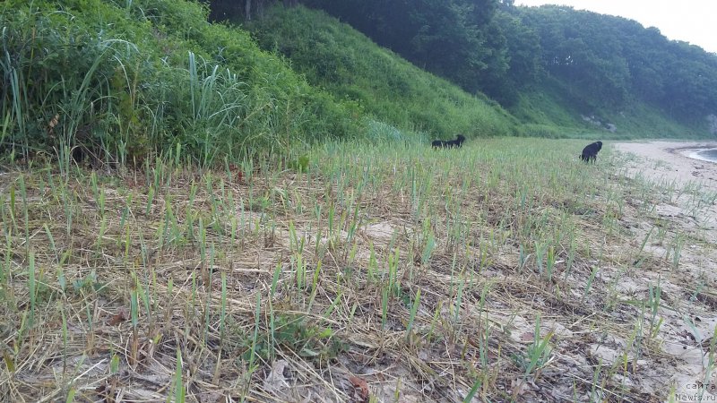 Фотография № 227513