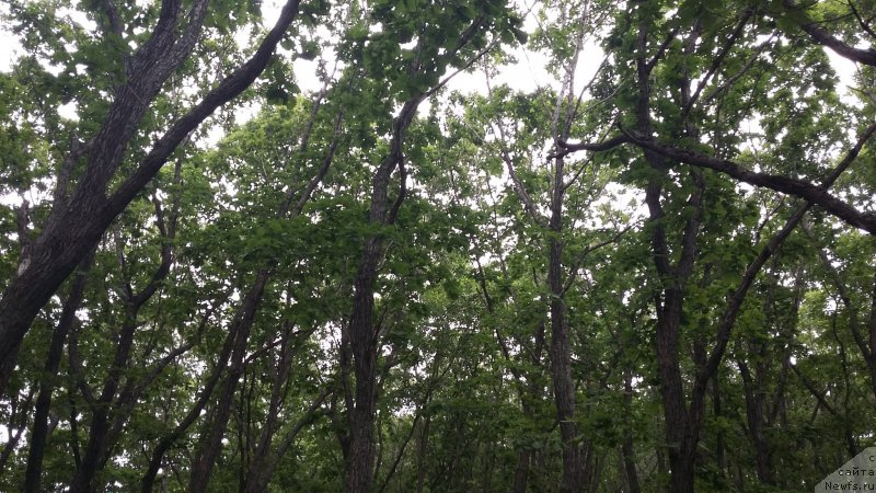 Фотография № 227516