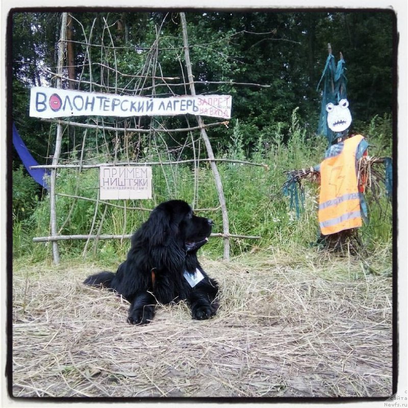 Фото: ньюфаундленд Терра Виктория Европа Плюс