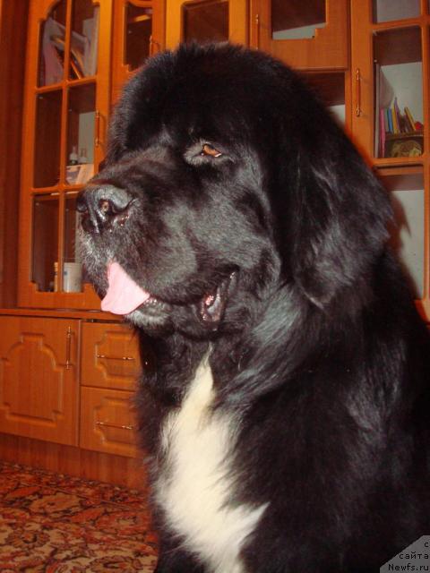 Фото: ньюфаундленд Маг Исполин Иван Царевич