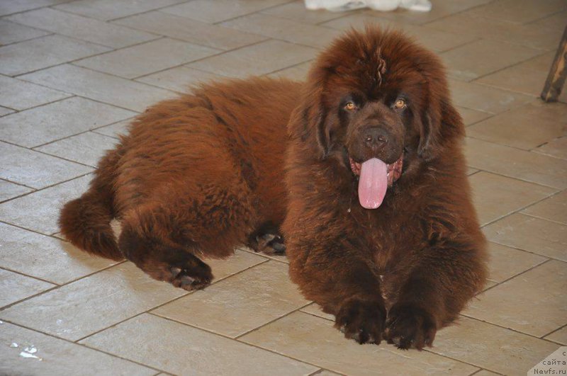 Фото: ньюфаундленд Браунблад МСК Джой Орсон