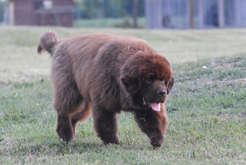 Фото: ньюфаундленд Браунблад МСК Джой Орсон
