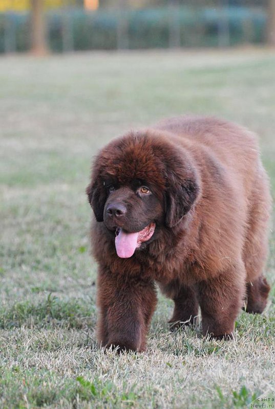 Фото: ньюфаундленд Браунблад МСК Джой Орсон