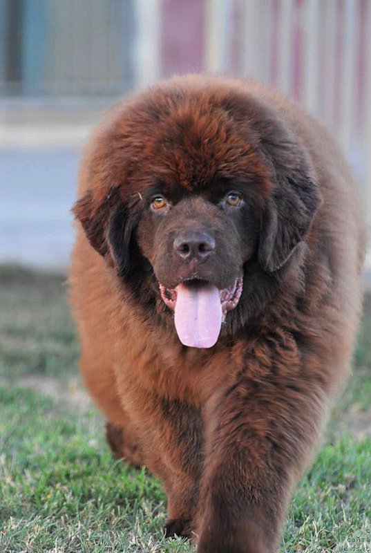 Фото: ньюфаундленд Браунблад МСК Джой Орсон