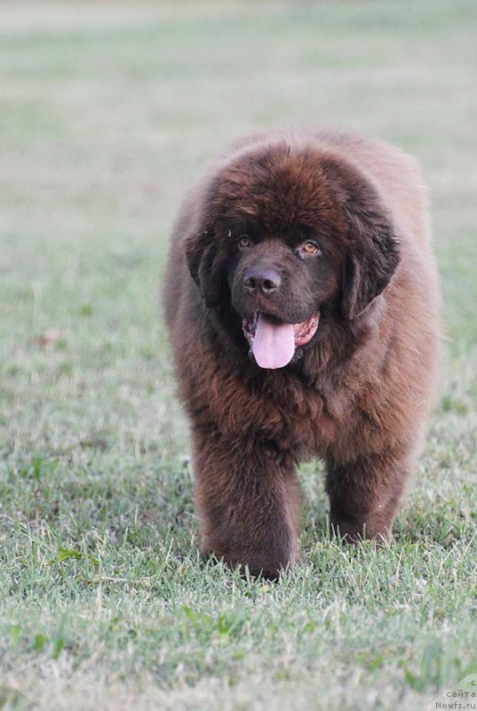 Фото: ньюфаундленд Браунблад МСК Джой Орсон